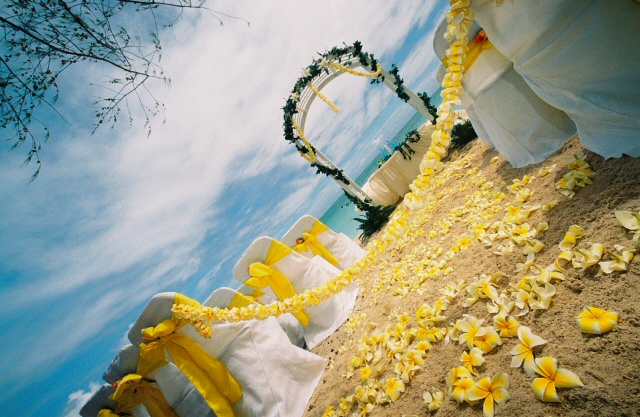 yellow plumeria walkway on the beach of Oahu